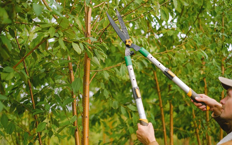 Tree trimming in Lilesville, NC